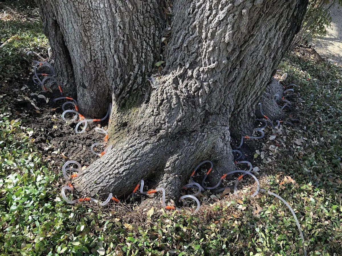 Detailed Tree Cabling and Bracing job site in Heyburn